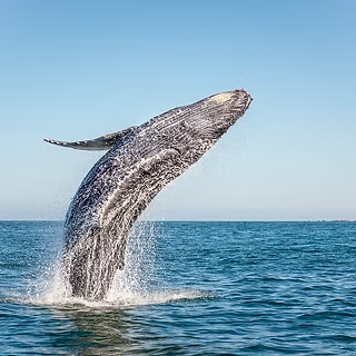 Whale Watching